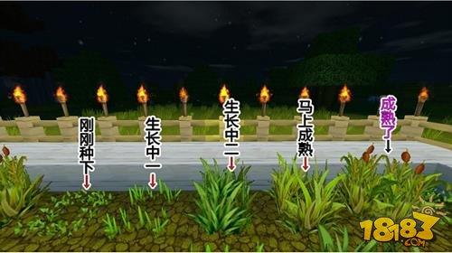迷你世界手游怎么建农场 手把手教你种庄稼技巧
