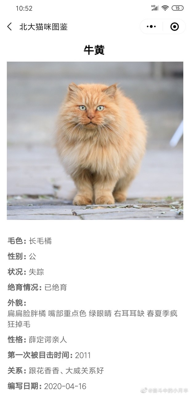 北大猫咪图鉴