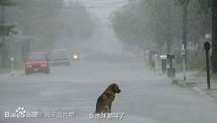 在大雨中等待主人的狗狗.你忍心看可愛的狗狗在大雨中馬路上這樣等你嗎?