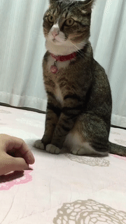 逗游网