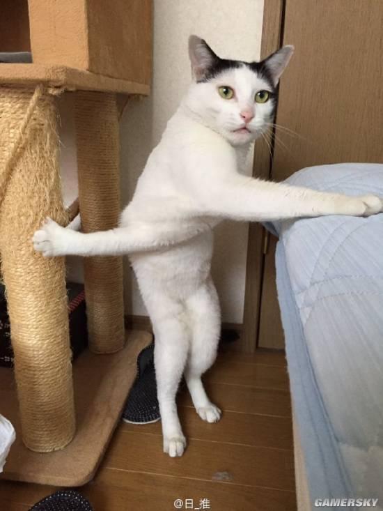 逗游网