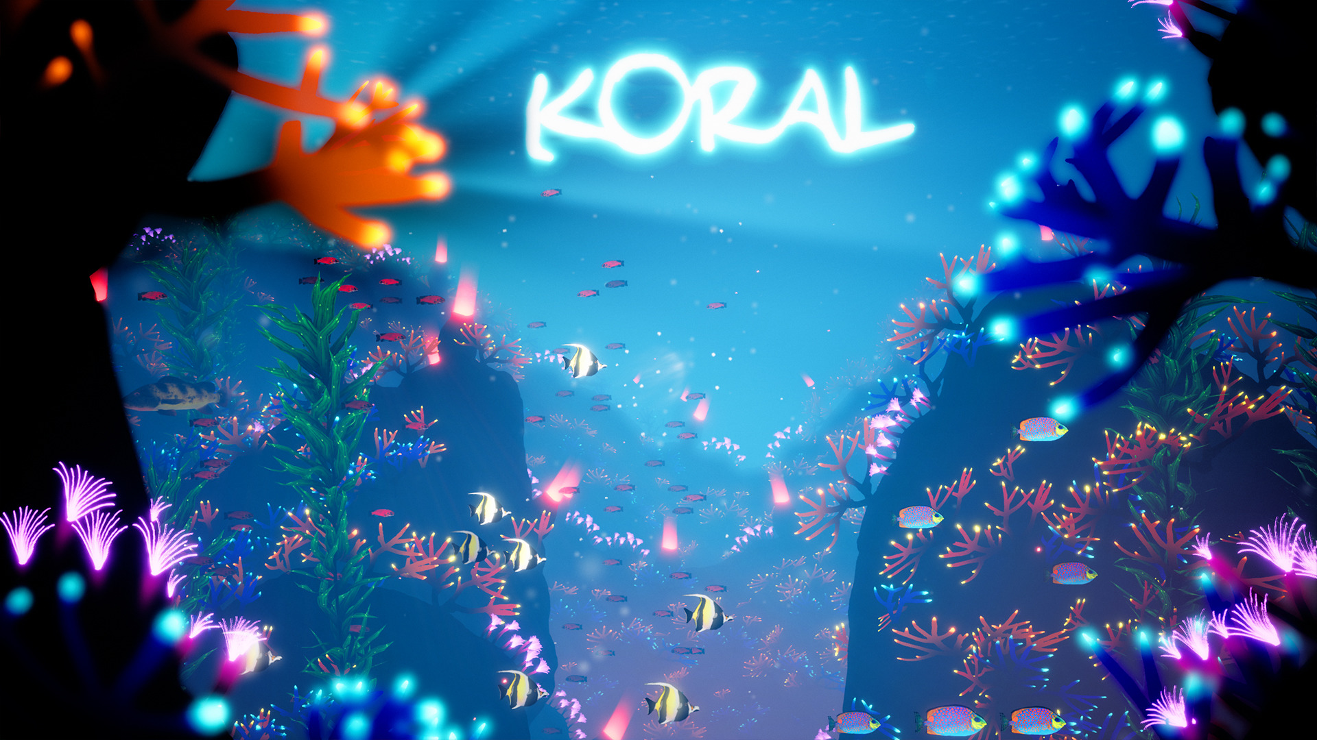 Koral图片