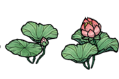 饑荒神話書說蓮花株種植攻略 生長條件及可收獲物品