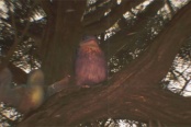 怪物獵人荒野美聲歌鸮具體位置分享
