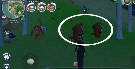 制造与魔法游戏中六种熊介绍 制造与魔法饲料获得获得攻略