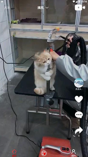 看瓜