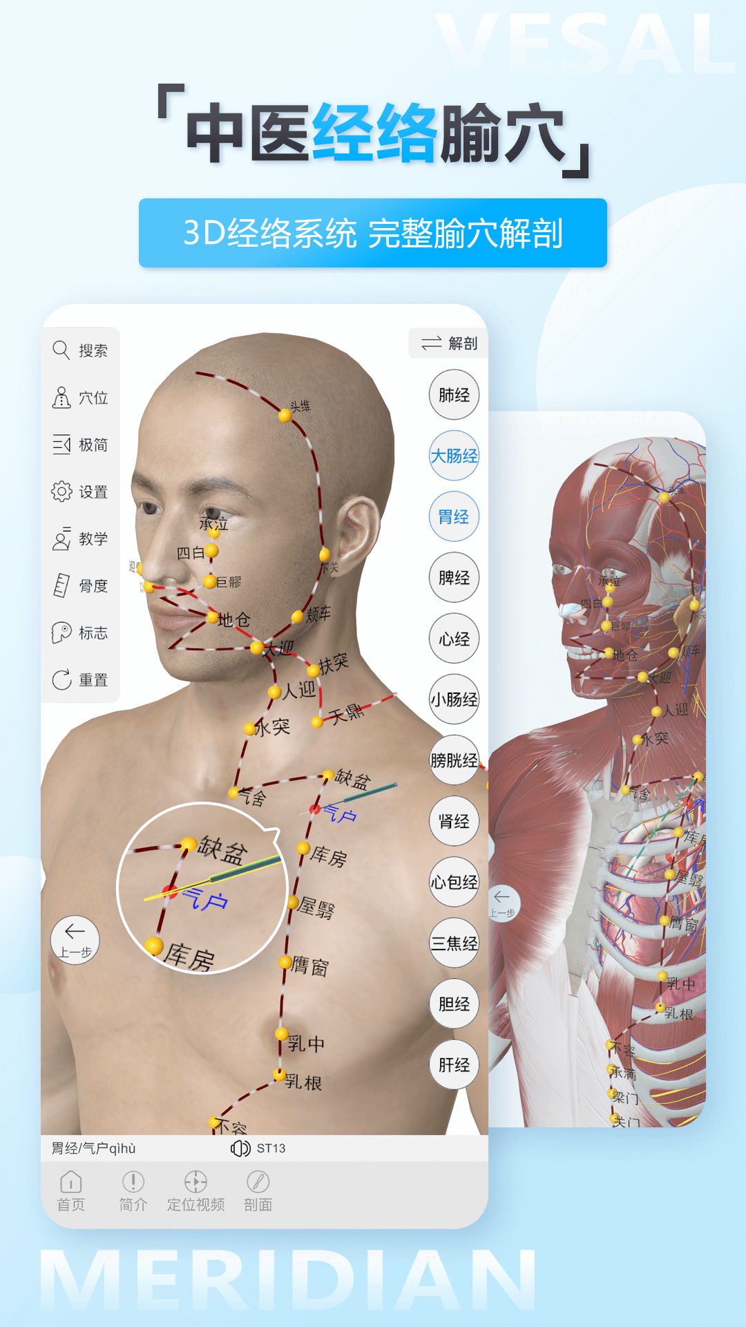 維薩里3D解剖