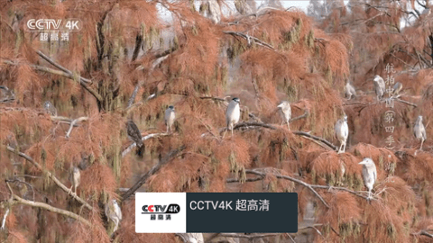 我的电视