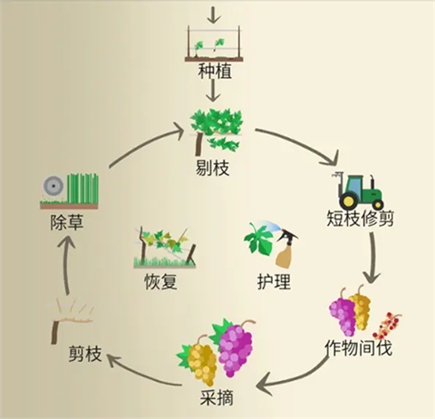 釀造物語(yǔ)漢化版