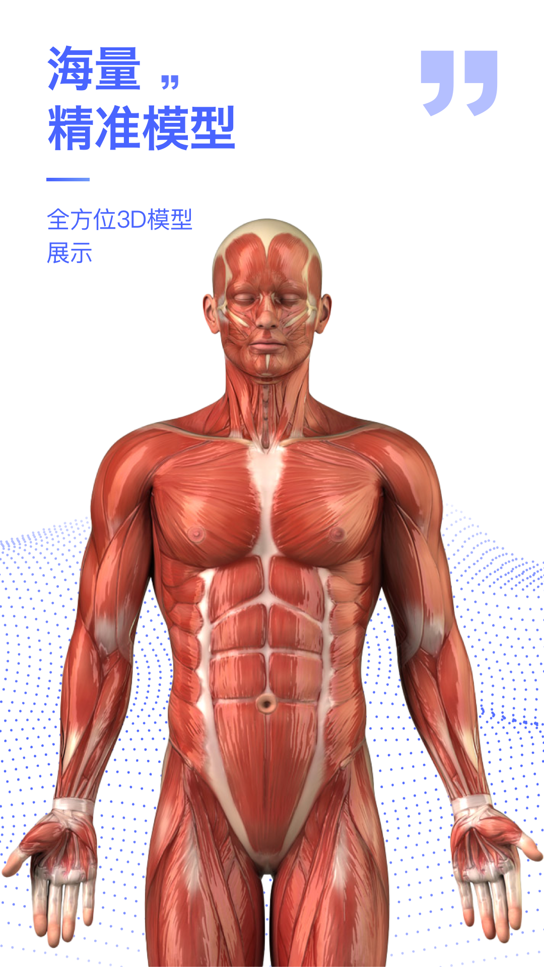 解剖学图谱