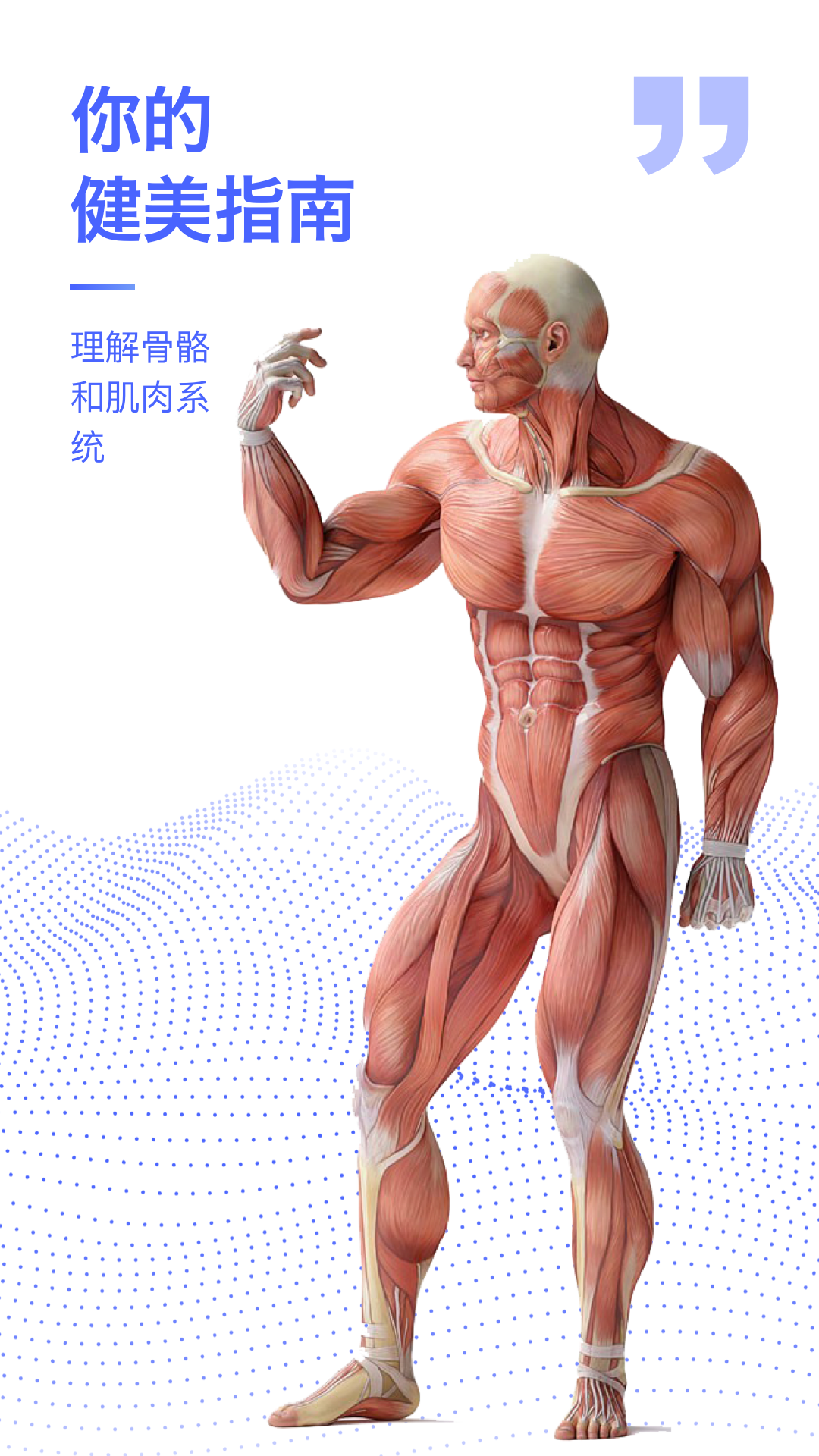 解剖学图谱