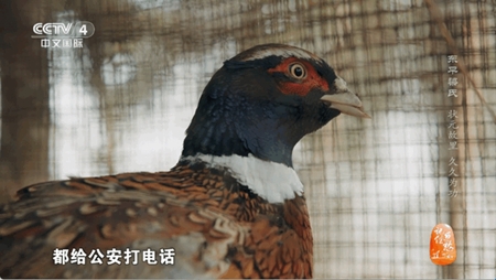海燕直播tv