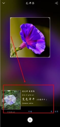 花伴侣识花