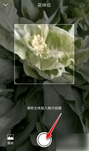 花伴侣识花
