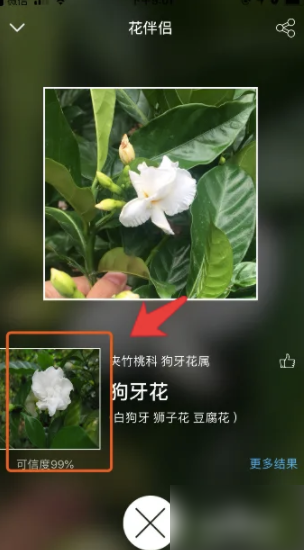 花伴侣专业版