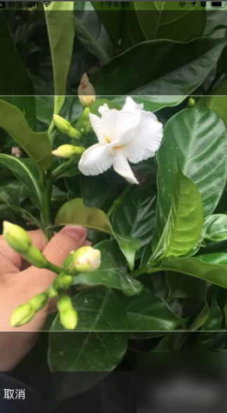 花伴侣专业版
