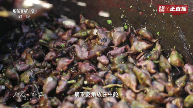 新东成影院TV
