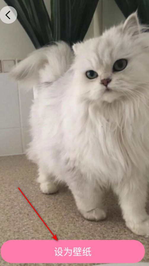 小粉世界壁纸