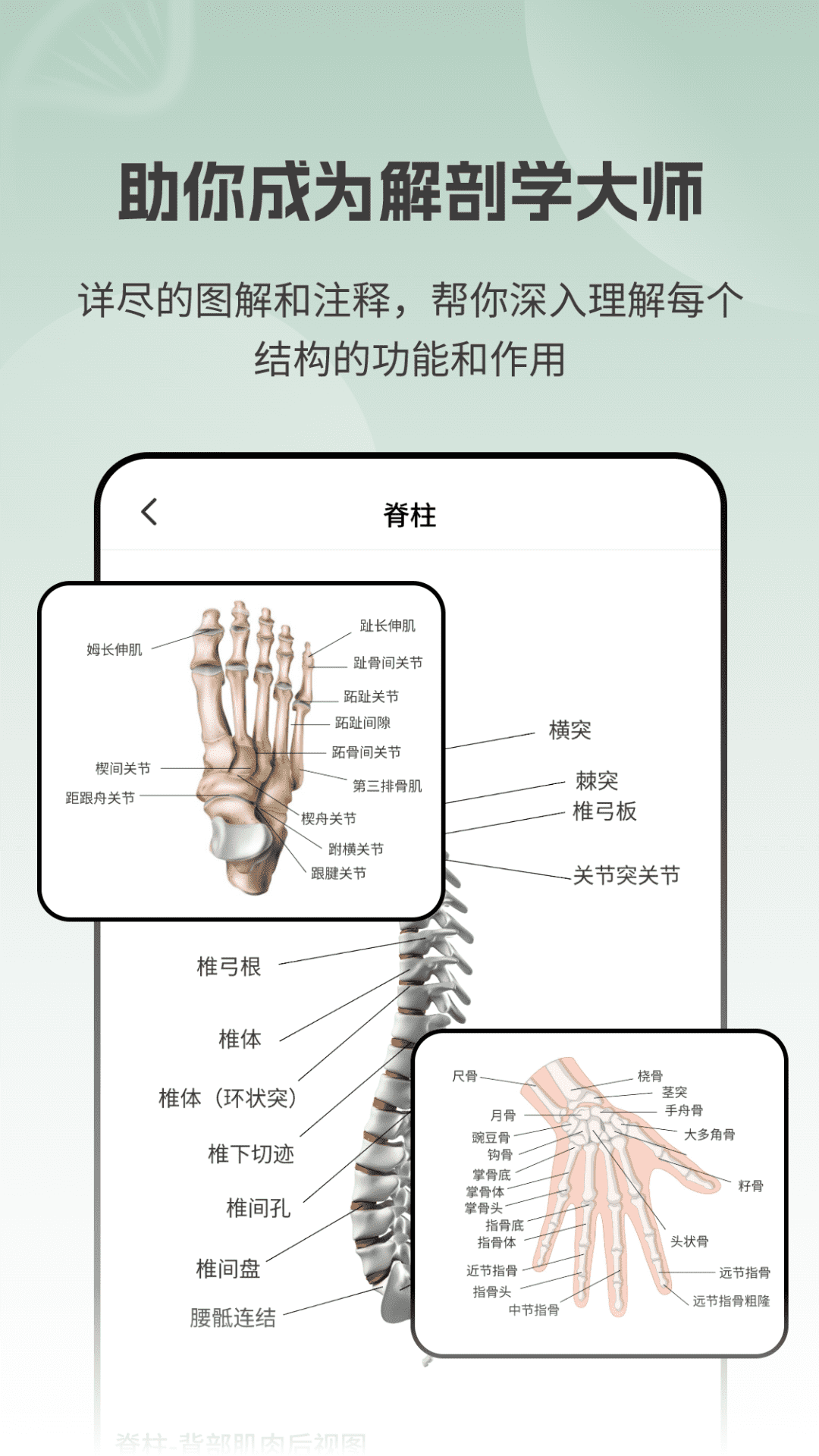 解剖模型Body